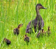 American Black Duck With Ducklings