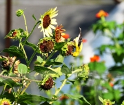 American Goldfinch-1