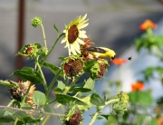 American Goldfinch