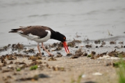 American Oystercatcher