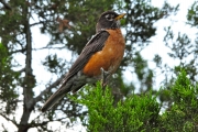 American Robin