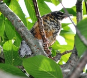 American Robin Juvenile