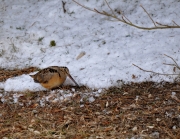 American Woodcock