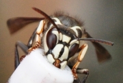 Bald-faced Hornet