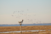 Bald Eagle-2