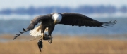 Bald Eagle-3