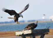 Bald Eagles