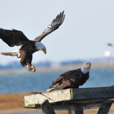 Bald Eagles