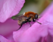 Bee-1