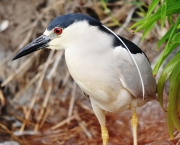 Black-crowned Night Heron-3