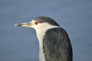 Black-crowned Night Heron