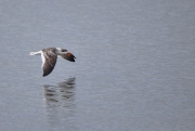 Black Skimmer-1