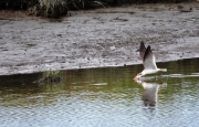 Black Skimmer