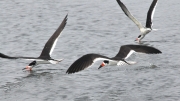 Black Skimmers-1