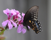 Black Swallowtail Butterfly