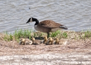 Canada Goose