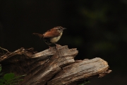 Carolina Wren