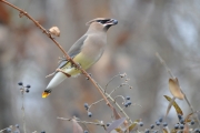 Cedar Waxwing