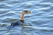 Double-crested Comorant