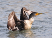 Double-crested Cormorant