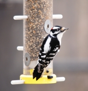 Downy Woodpecker