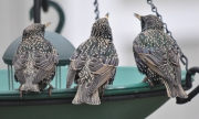 European Starlings