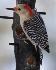 Female Red-bellied Woodpecker