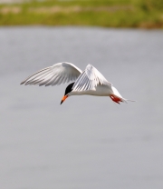 Forsters Tern-1