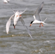 Forsters Terns