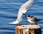 Fosters Tern