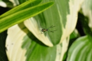 Garden Spider