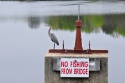 Great Blue Heron-1