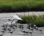 Great Egret-1