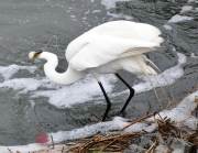 Great Egret-3