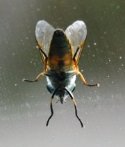 Green Head Fly-1