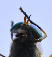 Green Head Fly