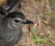 Grey Catbird