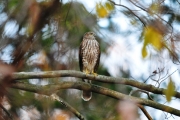 Juvenile Coopers Hawk