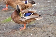 Mallard Hen-1