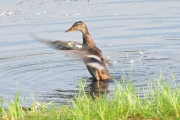 Mallard Hen