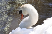 Mute Swan-1