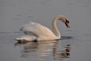 Mute Swan-3