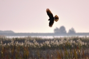 Northern Harrier-1