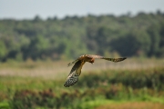 Northern Harrier