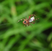 Orb Spider-1