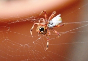 Orb Spider