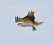 Osprey