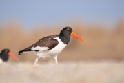 Oyster Catcher-1