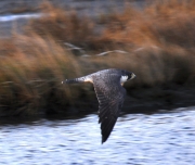 Peregrine Falcon