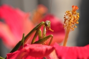 Praying Mantis-1